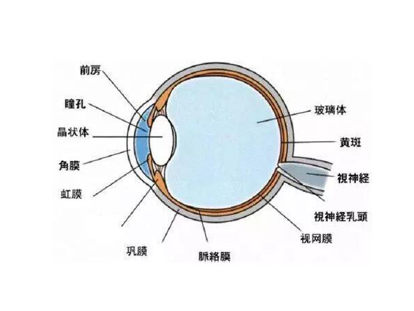 視網(wǎng)膜脫離的原因是什么?中高度近視患者慎做劇烈運(yùn)動